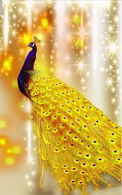 Золотой павлин - павлин. птицы - оригинал