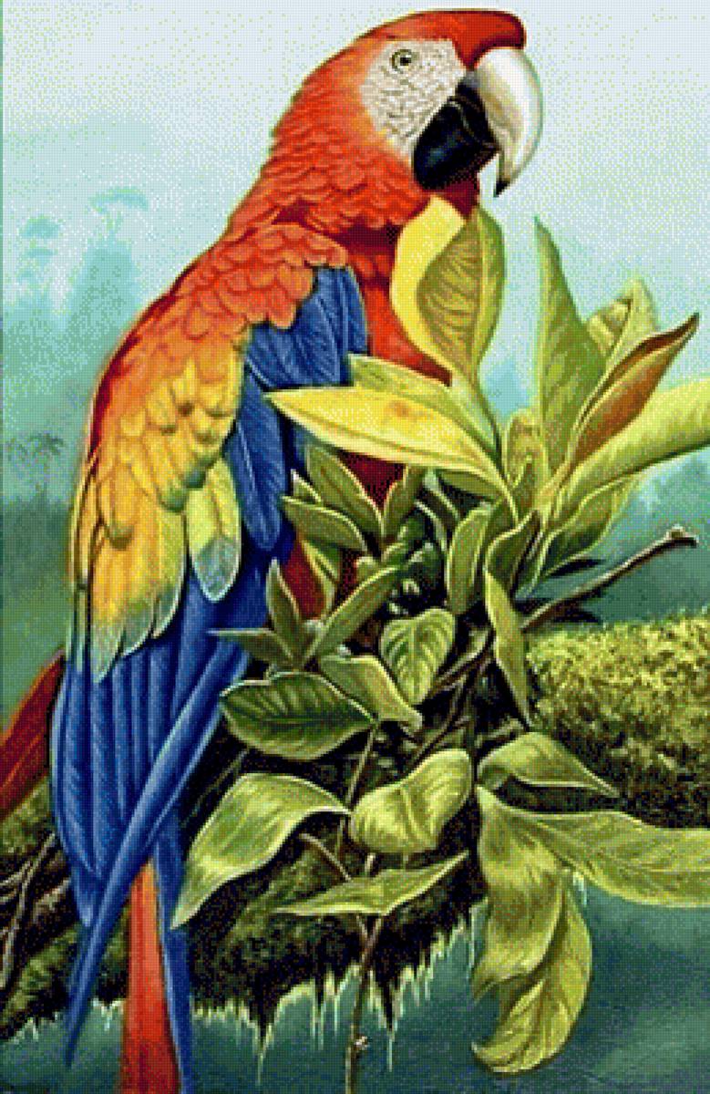 Попугай на ветке - птица, природа - предпросмотр