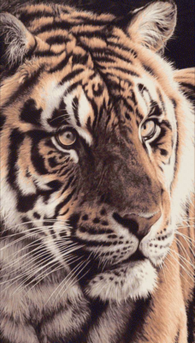 №2464220 - дикие животные, тигр - предпросмотр