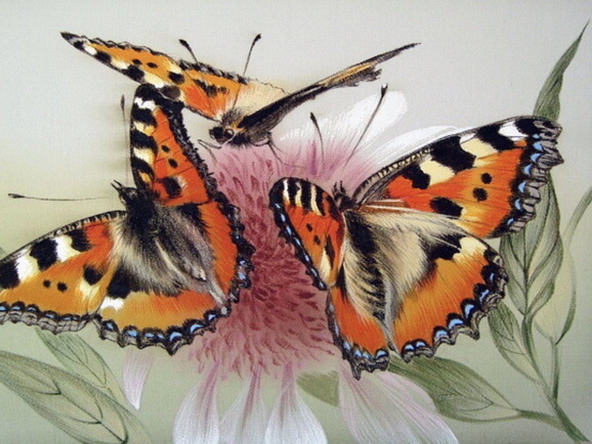 бабочки - полевые цветы - оригинал