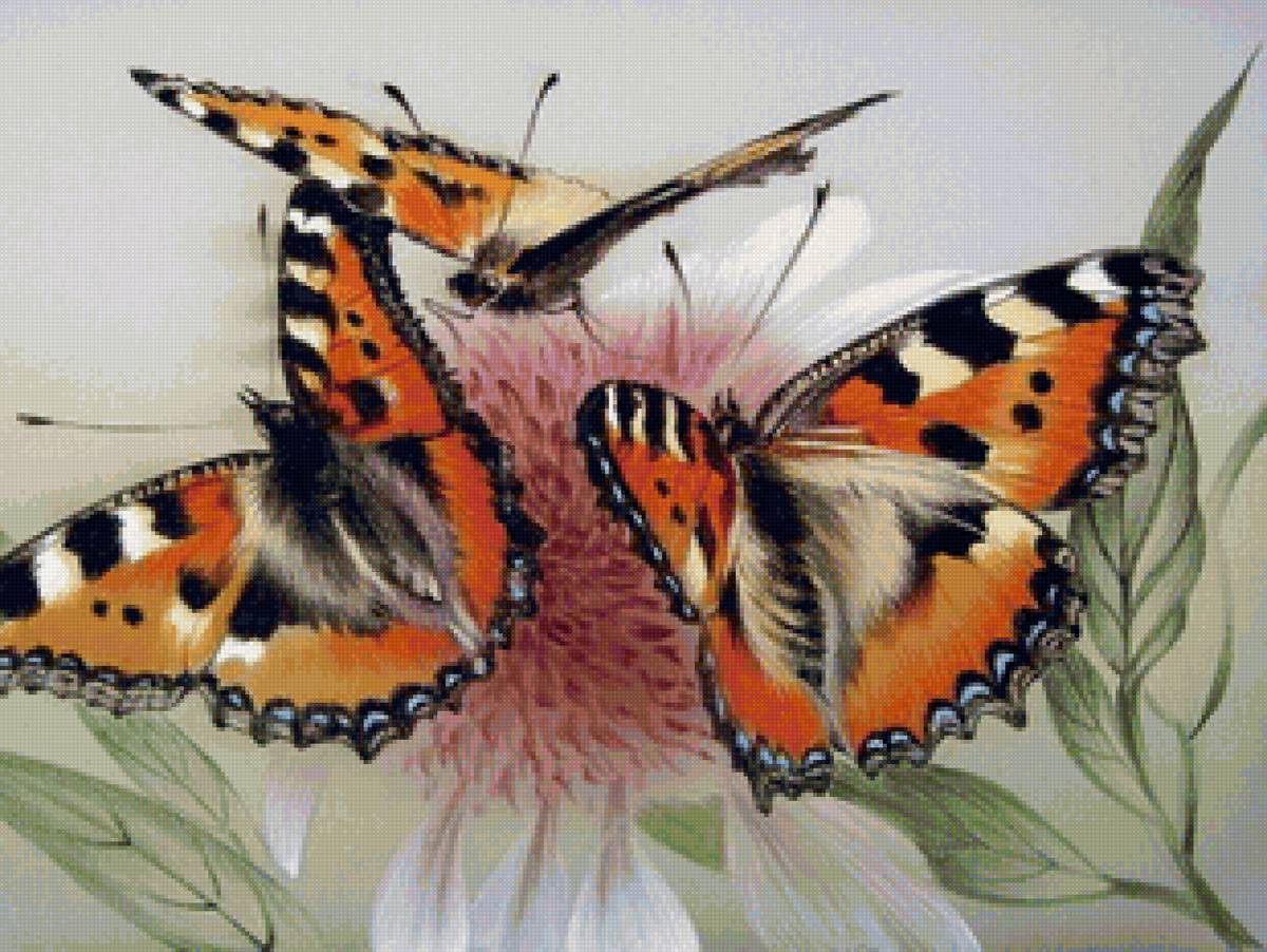 бабочки - полевые цветы - предпросмотр