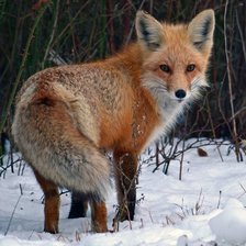 Схема вышивки «№2464412»