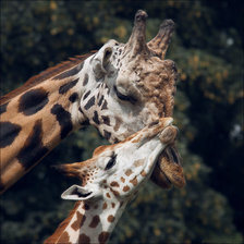 Схема вышивки «нежность»