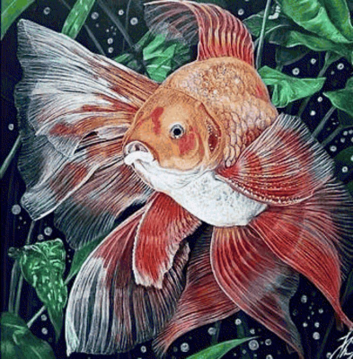 Золотая рыбка - рыбы, морской мир - предпросмотр