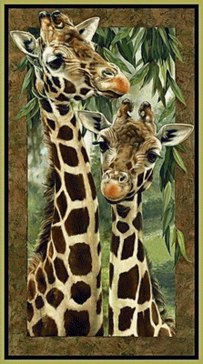 Жирафы-2 - животные - предпросмотр