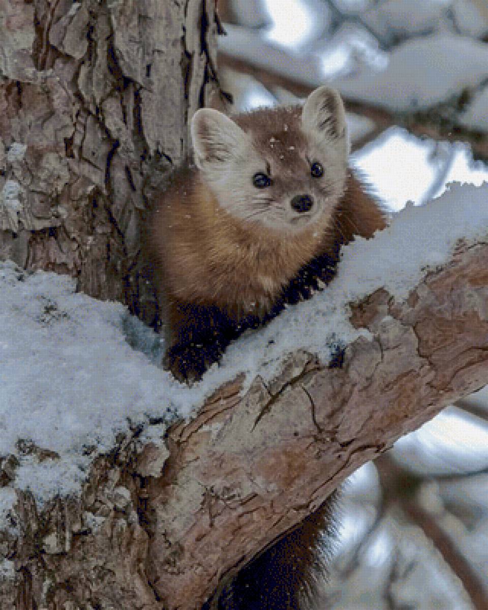 №2465088 - предпросмотр