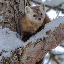 Схема вышивки «№2465088»