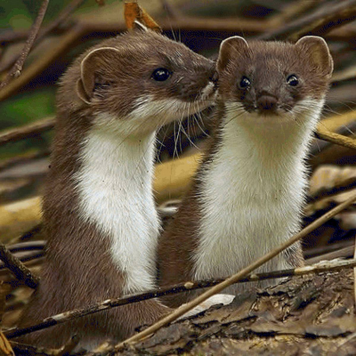 №2465101 - предпросмотр