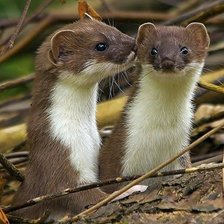 Оригинал схемы вышивки «№2465101»