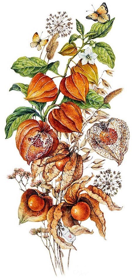 Физалис - растение - оригинал