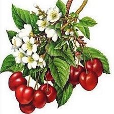 Схема вышивки «Кисть вишни»