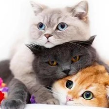 Три кота - кошки. животные - оригинал