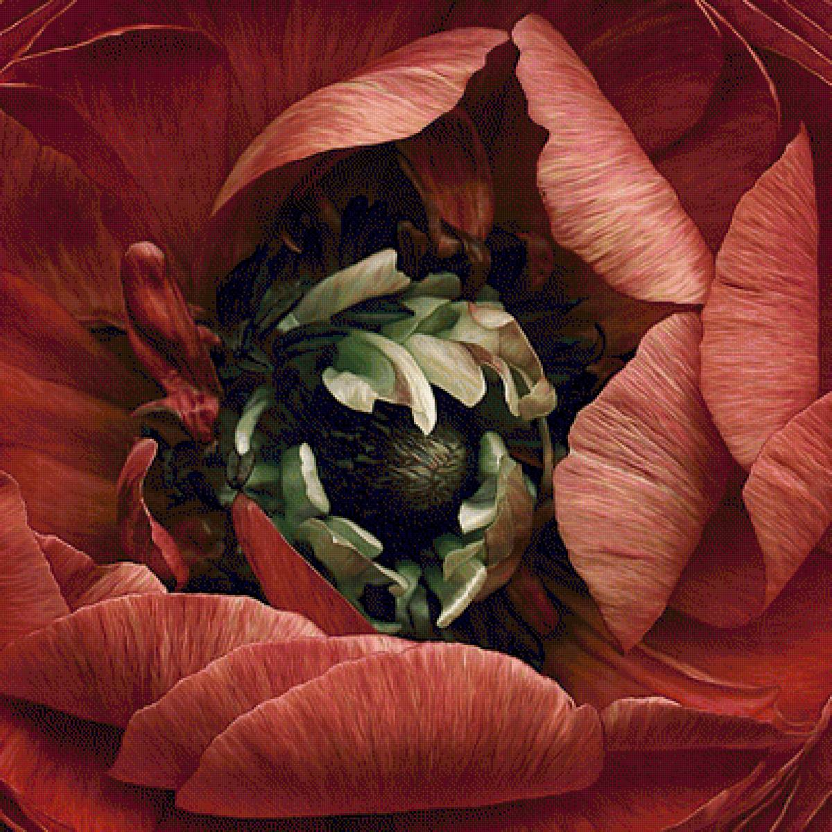 Красный мак - цветы, растения - предпросмотр