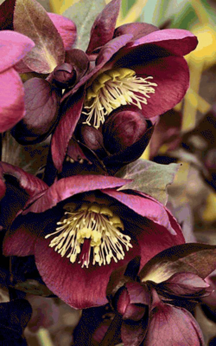 Морозник красный - цветы, растения - предпросмотр