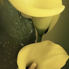 Схема вышивки «Желтые каллы»