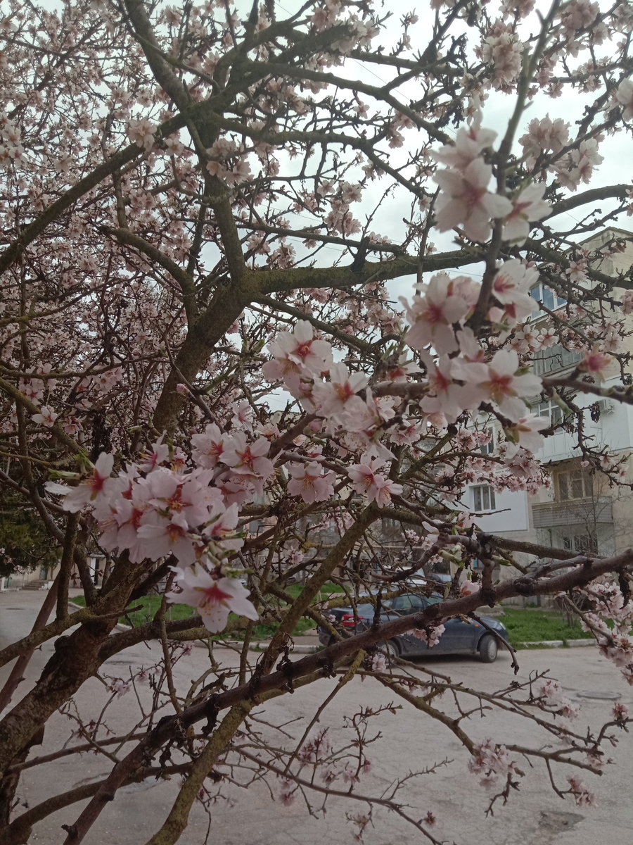 Цветет миндаль - миндаль - оригинал