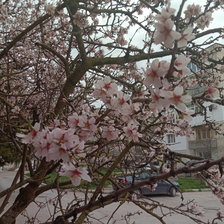 Схема вышивки «Цветет миндаль»