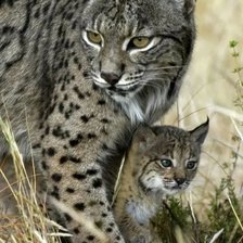 Оригинал схемы вышивки «№2466734»