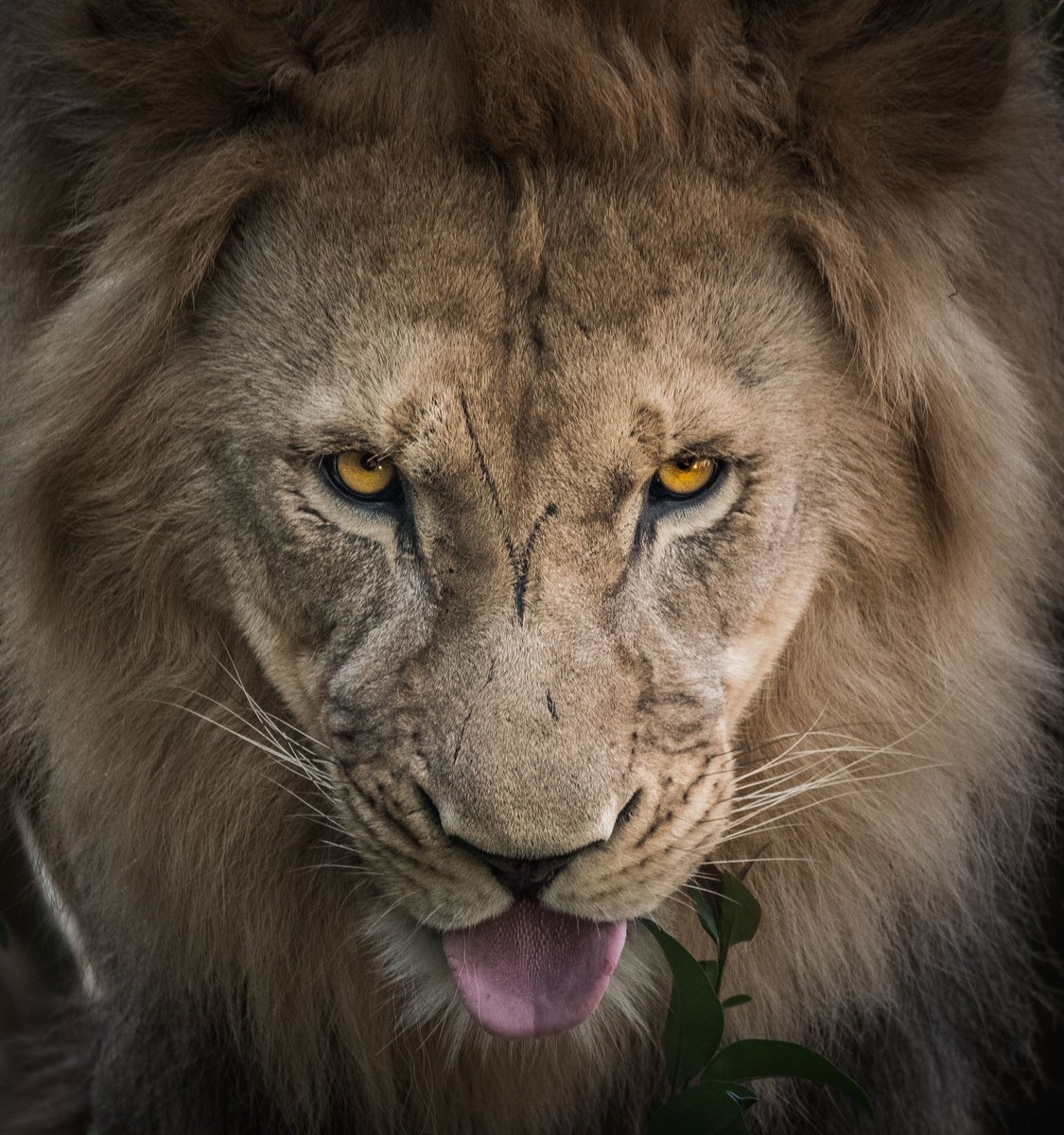 Лев - оригинал