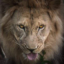 Схема вышивки «Лев»