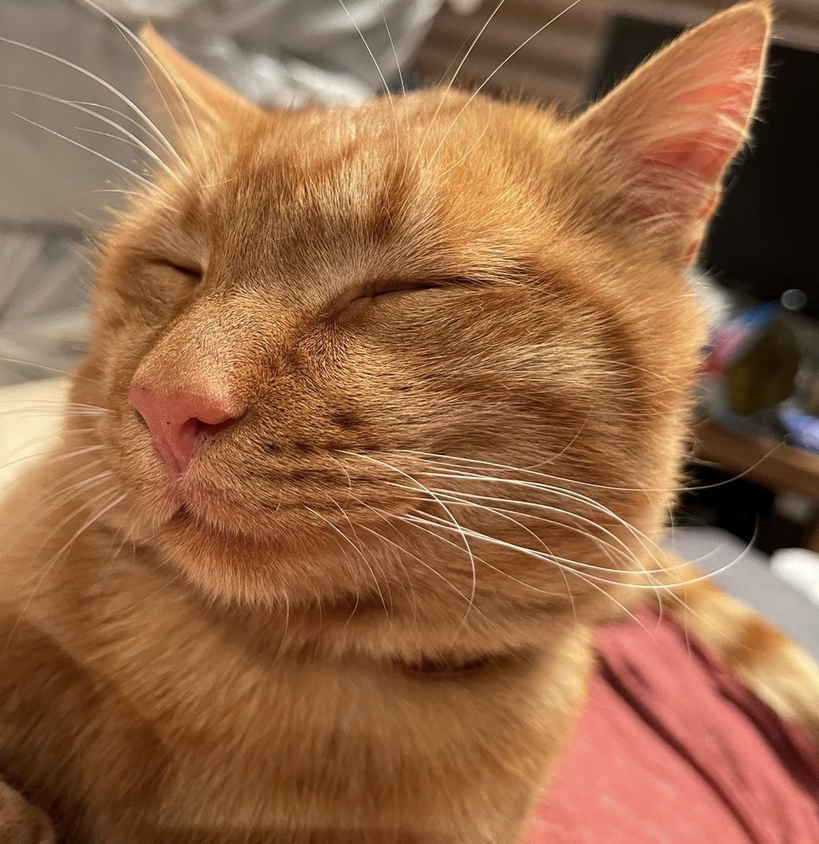 Лучик - рыжий кот - оригинал