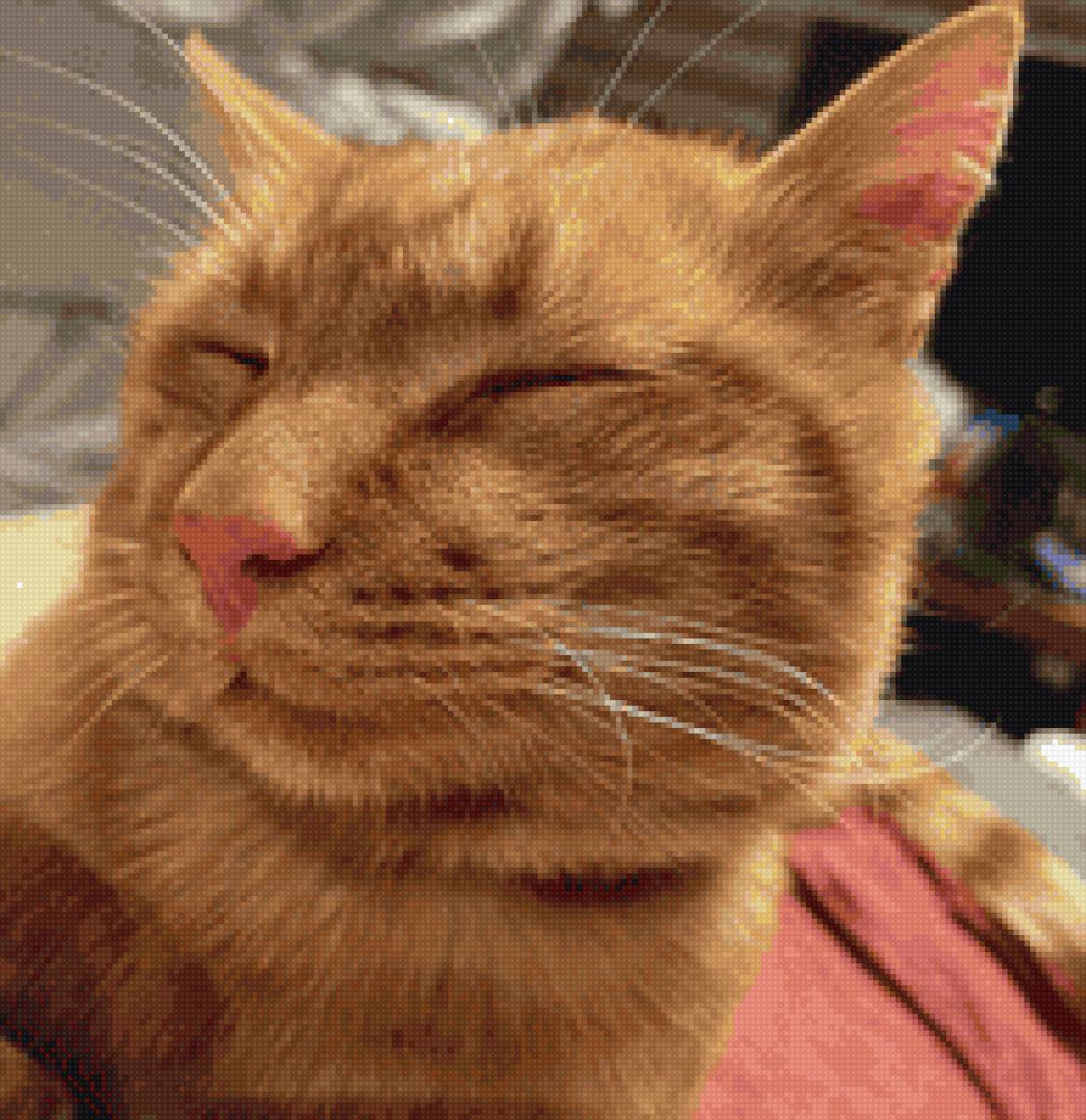 Лучик - рыжий кот - предпросмотр