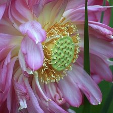 Схема вышивки «Розовый лотос»