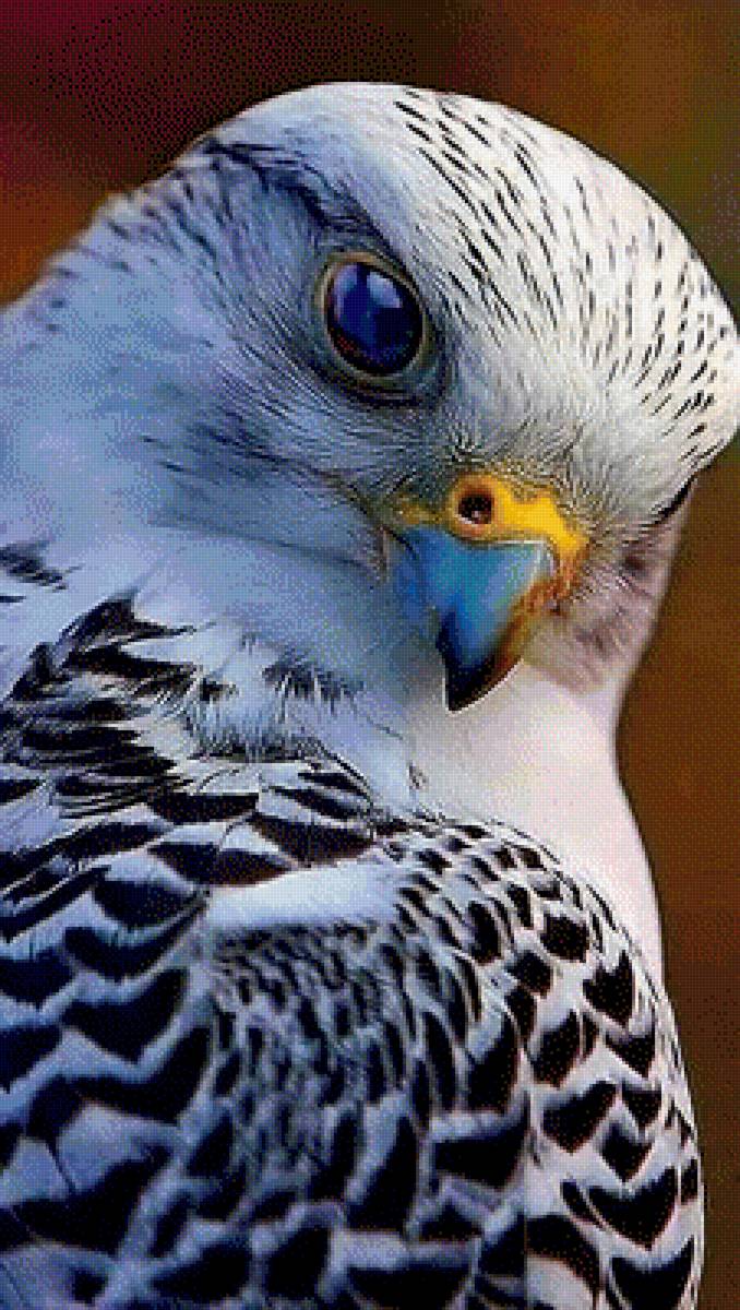 Зоркий глаз - птицы - предпросмотр