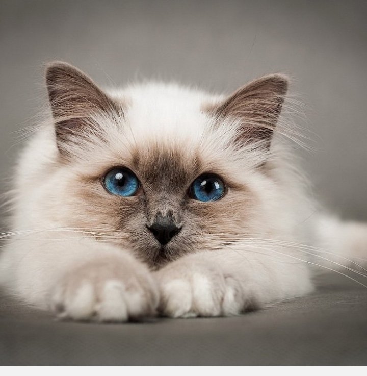 Милашка котик - котики, кот, милый, животные - оригинал