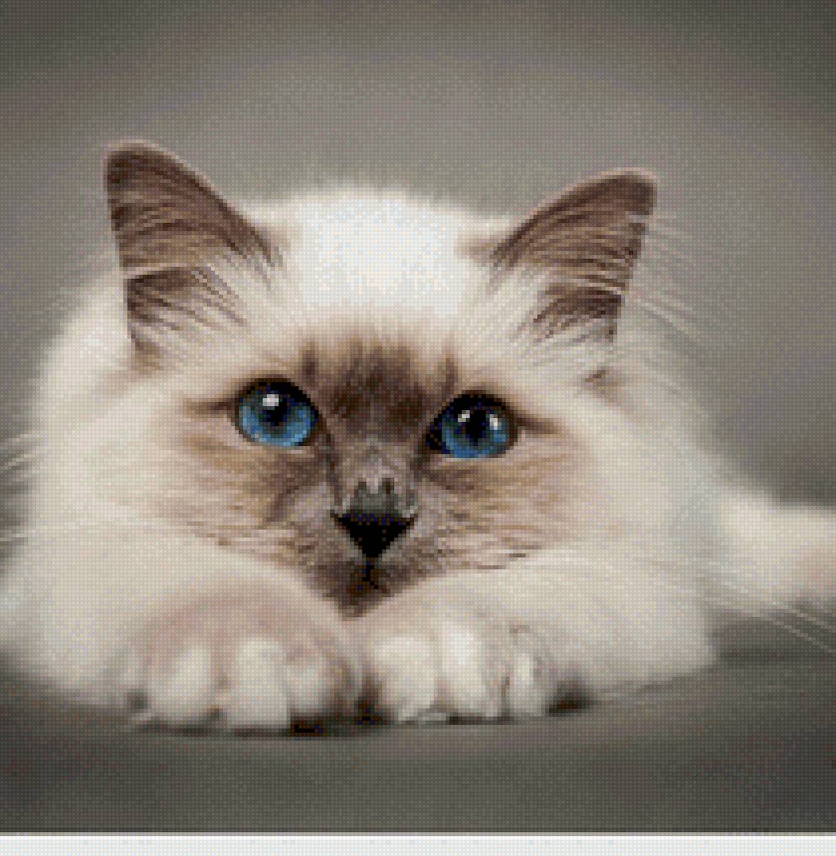 Милашка котик - животные, милый, кот, котики - предпросмотр