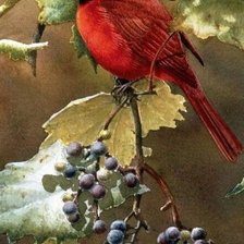 Схема вышивки «Птица акварель»