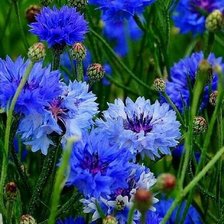 Схема вышивки «васильки»