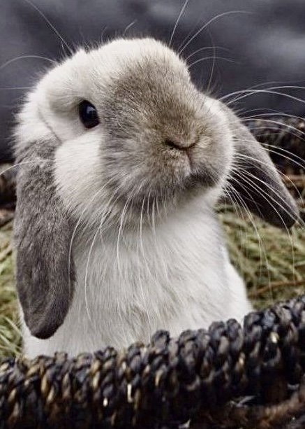 Кролик в корзине - животные, кролик, зайцы - оригинал