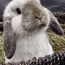 Кролик в корзине