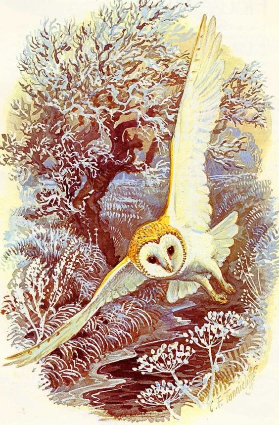 сова - рисунок - оригинал