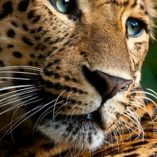 Схема вышивки «Леопард»