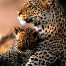 Схема вышивки «Леопарды»