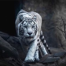 Схема вышивки «Белый тигр»