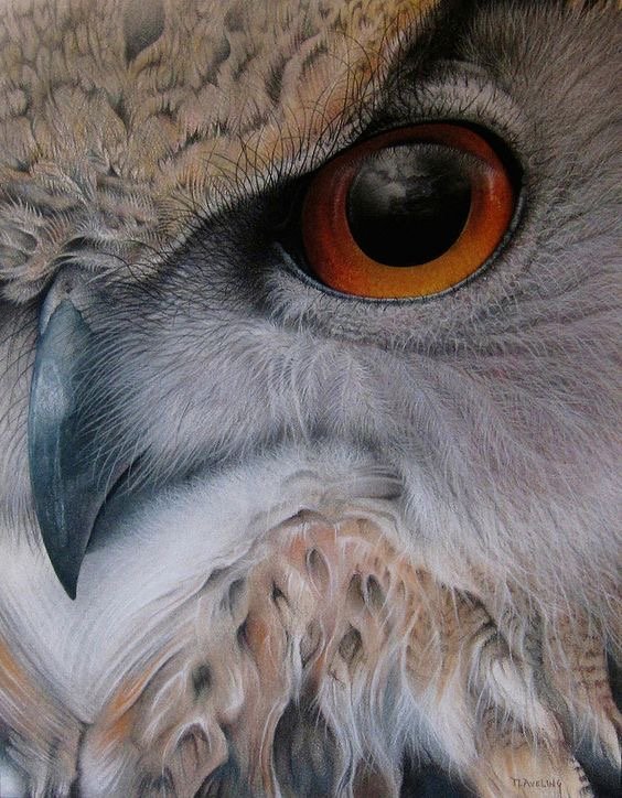 Филин - птицы - оригинал