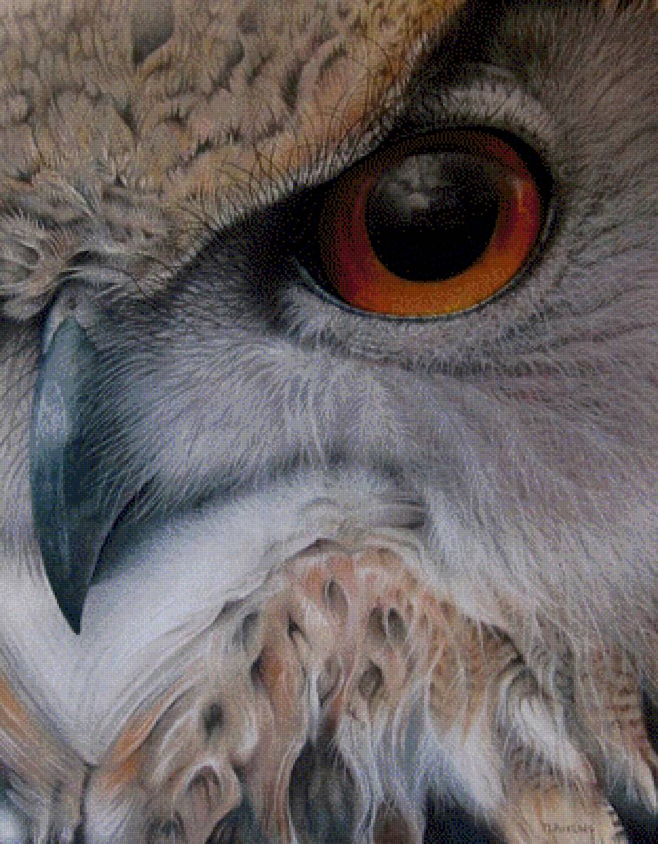 Филин - птицы - предпросмотр