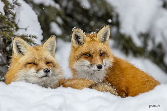 №2469298 - оригинал