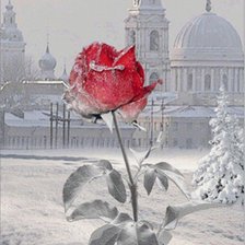 Схема вышивки «роза в снегу»