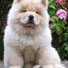 Схема вышивки «Чау чау»