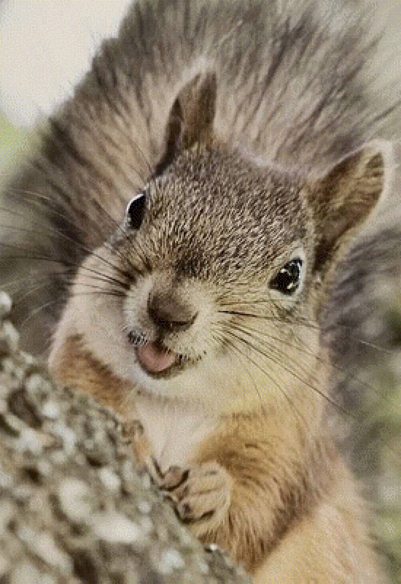 Белочка - белки, животные - предпросмотр