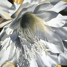 Цветок кактуса