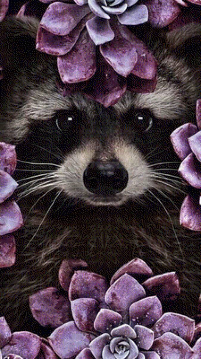 Енот - животные - предпросмотр