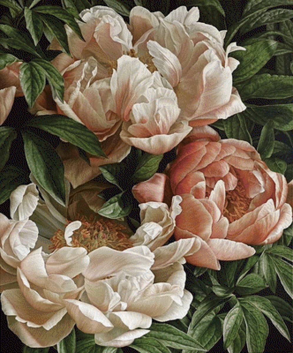 Красавец пион - растения, цветы - предпросмотр