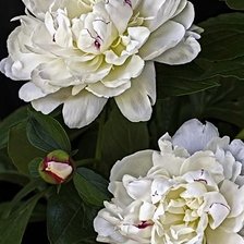 Схема вышивки «Белый пион»