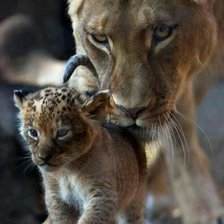 Львица и львёнок