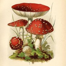 Схема вышивки «мухоморы»